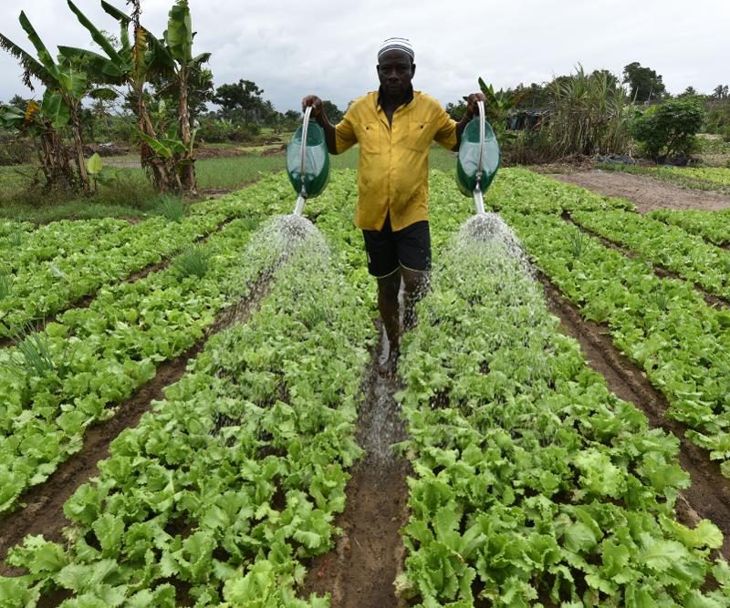 Rising Trend Of Urban Gardening / Man Watering Crops